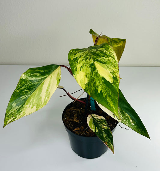 Philodendron Strawberry Shake 3