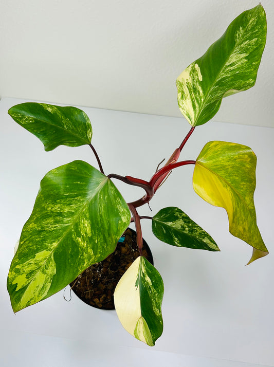 Philodendron Strawberry Shake 1
